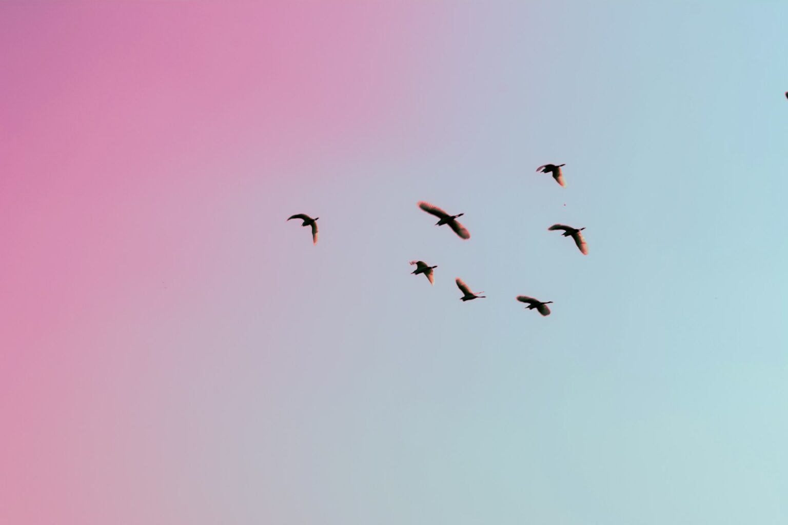 photo of birds flying up in the skiy