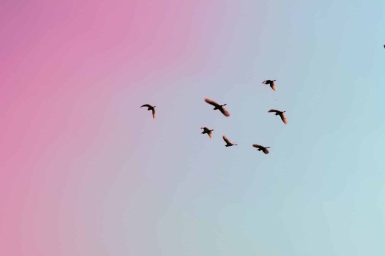 photo of birds flying up in the skiy