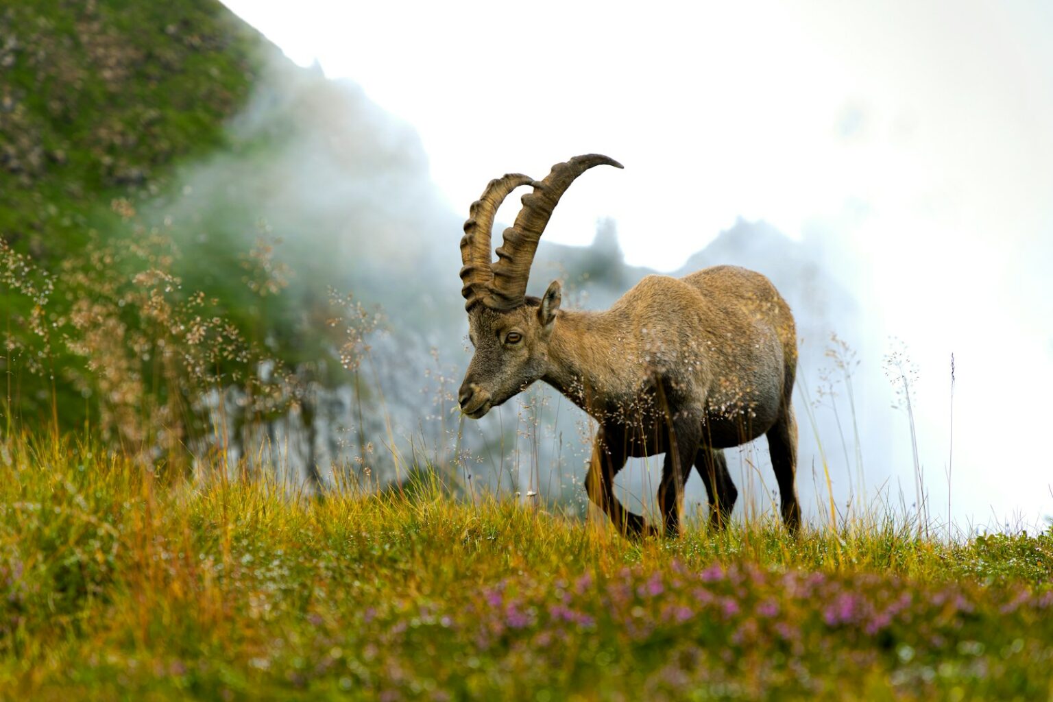 brown ram on green grass field during daytime